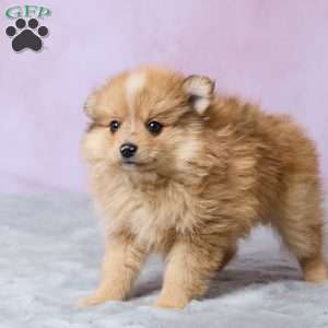Lilly, Pomeranian Puppy